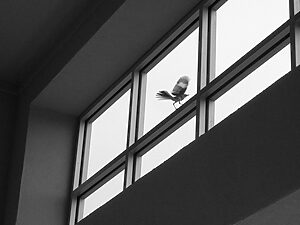The Window - ©Ana Amado - Exposición The Wall Lens Escuela