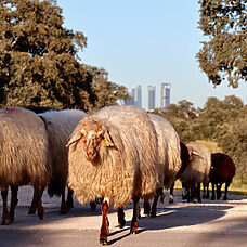 El arte de pasear: un recorrido por la Casa de Campo - ©Teresa García-Baró