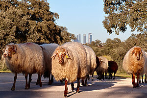El arte de pasear: un recorrido por la Casa de Campo - ©Teresa García-Baró