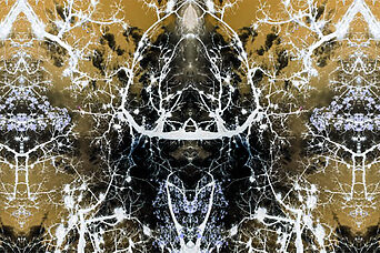 Transmutaciones, seres y formas - ©Luis Astudillo