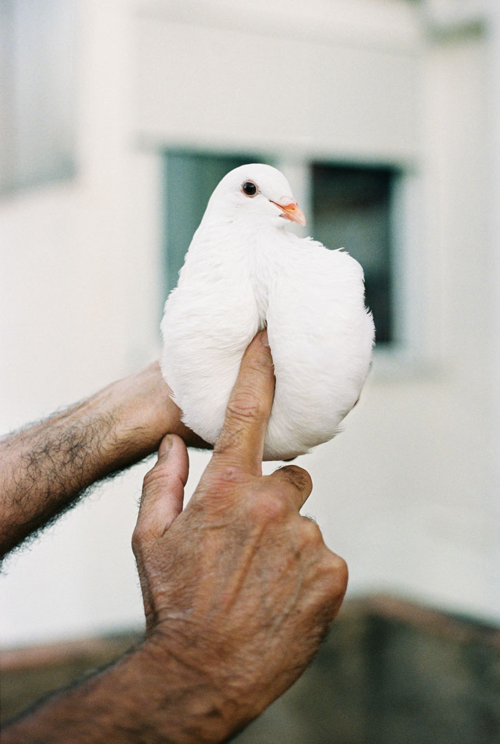 Pan, pijo y habas - ©Malu Reigal