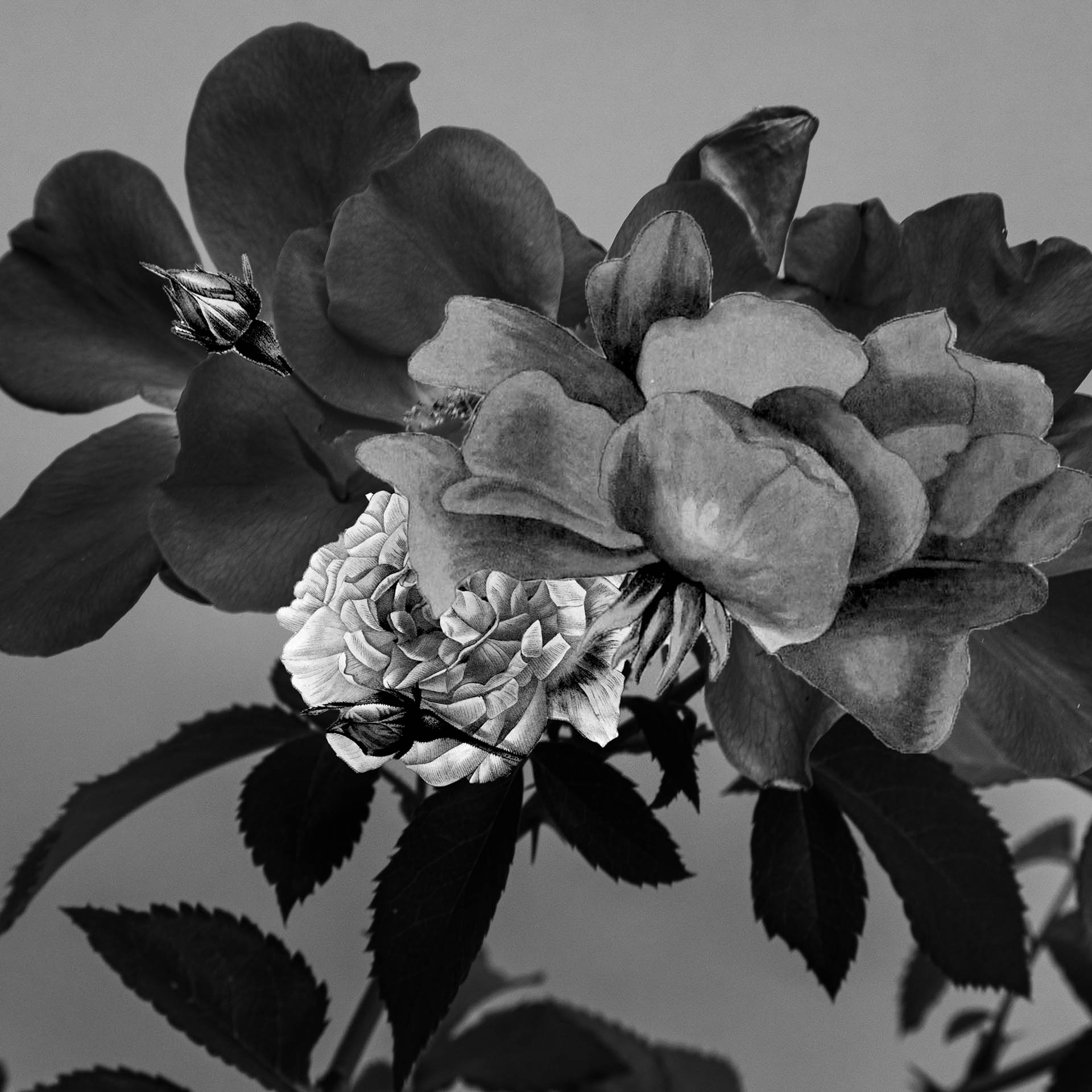 Y si fueras una flor, qué flor serías_Alicia Caldera - ©Alicia Caldera