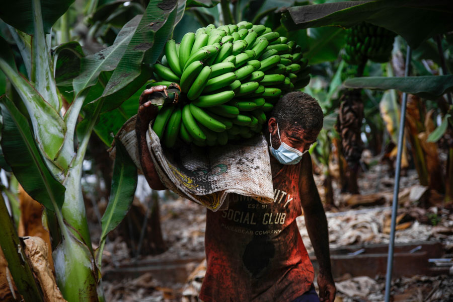 EP- Selección fotos 2021: Un agricultor lleno de ceniza recoge una piña de plátanos, antes de que la lava del volcán de Cumbre Vieja llegue a las plantaciones, a 23 de septiembre de 2021, en Tazacorte, La Palma, Santa Cruz de Tenerife, Canarias (España). La Palma es la isla del archipiélago que más plátano produce después de Tenerife, el 50% de su PIB viene de esta fruta a la que se dedican más de 5.300 productores y cerca de 10.000 familias dependen directamente de su cultivo. La erupción del volcán el pasado domingo, ha paralizado la cosecha del 15% del plátano canario, unas 300 hectáreas de plantaciones. Muchos cultivadores de plátanos han recogido durante estos días sus cosechas antes de que la lava arrase las plantaciones. 23 SEPTIEMBRE 2021;PLATANOS;PLATANERAS;CULTIVO;CANARIAS;LA PALMA;VOLCAN;AGRICULTURA;PLANTACIONES Kike Rincón / Europa Press (Foto de ARCHIVO) 23/9/2021