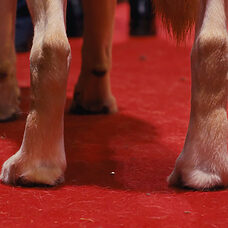 Perrito - ©Flor