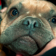 Perrito - ©Flor