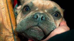 Perrito - ©Flor