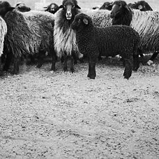 © Laura Ferro - Lana Negra