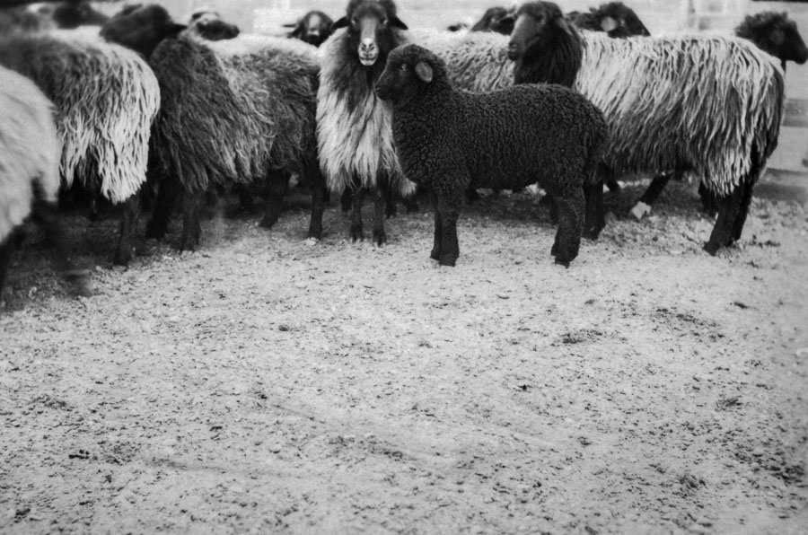 © Laura Ferro - Lana Negra
